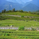 飘渺茶园停车场 - 林芝市旅游 缩略图 4