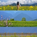 飘渺茶园停车场 - 林芝市旅游 缩略图 8