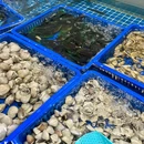 南国牛庄潮汕牛肉自助火锅(东城店) - 东莞市旅游 缩略图 4