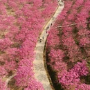 绿美生态园 - 江门市旅游 缩略图 4