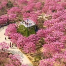 绿美生态园 - 江门市旅游 缩略图 5