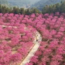 绿美生态园 - 江门市旅游 缩略图 6