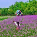 洋沙湖国际旅游度假区 - 岳阳市旅游 缩略图 6