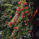 芽庄 - 越南旅游 缩略图 8