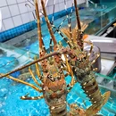 赶海记海鲜粥底火锅(卓越时代广场店) - 深圳市旅游 缩略图 8