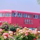 荷兰花海 - 盐城市旅游 缩略图 2