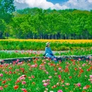 三台山衲田花海秀场 - 宿迁市旅游 缩略图 4