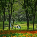 三台山衲田花海秀场 - 宿迁市旅游 缩略图 3
