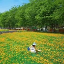 三台山衲田花海秀场 - 宿迁市旅游 缩略图 6