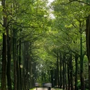 大沙河公园 - 深圳市旅游 缩略图 8