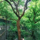 吴山景区 - 杭州市旅游 缩略图 7
