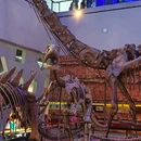 广东省博物馆 - 广州市旅游 缩略图 2