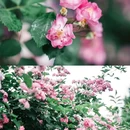 郎园Vintage - 北京市旅游 缩略图 4
