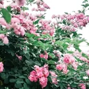 郎园Vintage - 北京市旅游 缩略图 6