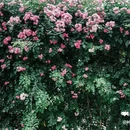 郎园Vintage - 北京市旅游 缩略图 7