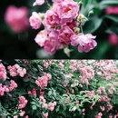 郎园Vintage - 北京市旅游 缩略图 5
