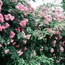 郎园Vintage - 北京市旅游 缩略图 8