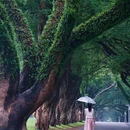 中山大学(广州校区南校园)-小北门 - 广州市旅游 缩略图 1