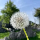 千野草场 - 重庆市旅游 缩略图 4