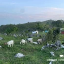 千野草场 - 重庆市旅游 缩略图 6