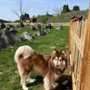 千野草场 - 重庆市旅游 缩略图 7