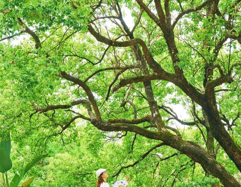 广州神农草堂中医药博物馆 - 广州市旅游 1