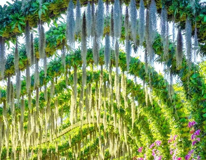 云萝植物园 - 广州市旅游 1