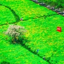 南京高淳国际慢城 - 南京市旅游 缩略图 5