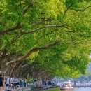 玄武湖景区 - 南京市旅游 缩略图 6