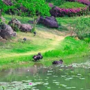钟山风景名胜区明孝陵景区-3号门 - 南京市旅游 缩略图 5