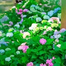 钟山风景名胜区明孝陵景区-3号门 - 南京市旅游 缩略图 8