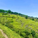 漆树堂 - 重庆市旅游 缩略图 4