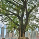 曾家岩临崖步道 - 重庆市旅游 缩略图 5