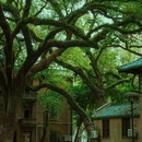 中山大学(广州校区南校园)北门广场 - 广州市旅游 缩略图 1