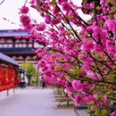 长春市长乐宫 - 长春市旅游 缩略图 9