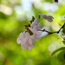 琼花观 - 扬州市旅游 缩略图 5
