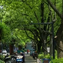 公庆街 - 嘉兴市旅游 缩略图 8