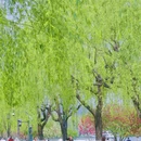 西湖风景名胜区 - 杭州市旅游 缩略图 3