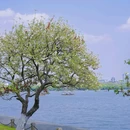 西湖风景名胜区 - 杭州市旅游 缩略图 9