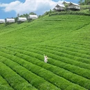 下渚湖·奇幻谷 - 湖州市旅游 缩略图 4