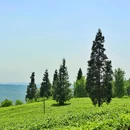 定心茶园停车场 - 重庆市旅游 缩略图 4