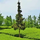 定心茶园停车场 - 重庆市旅游 缩略图 5