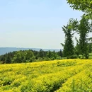 定心茶园停车场 - 重庆市旅游 缩略图 3