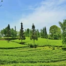 定心茶园停车场 - 重庆市旅游 缩略图 2