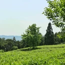 定心茶园停车场 - 重庆市旅游 缩略图 8