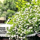 车辇店胡同 - 北京市旅游 缩略图 2
