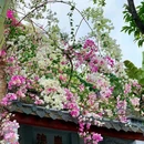 丽枫酒店(深圳机场福永地铁站店) - 深圳市旅游 缩略图 5