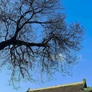 正定隆兴寺 - 石家庄市旅游 缩略图 9
