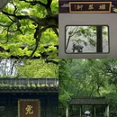 柳浪闻莺 - 杭州市旅游 缩略图 4