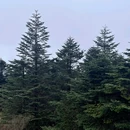 峨眉山旅游风景区 - 乐山市旅游 缩略图 5